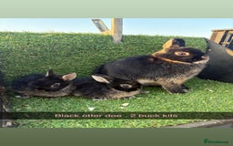 Netherland Dwarf rabbits for sale: Pure Netherland dwarfs  - Image 5
