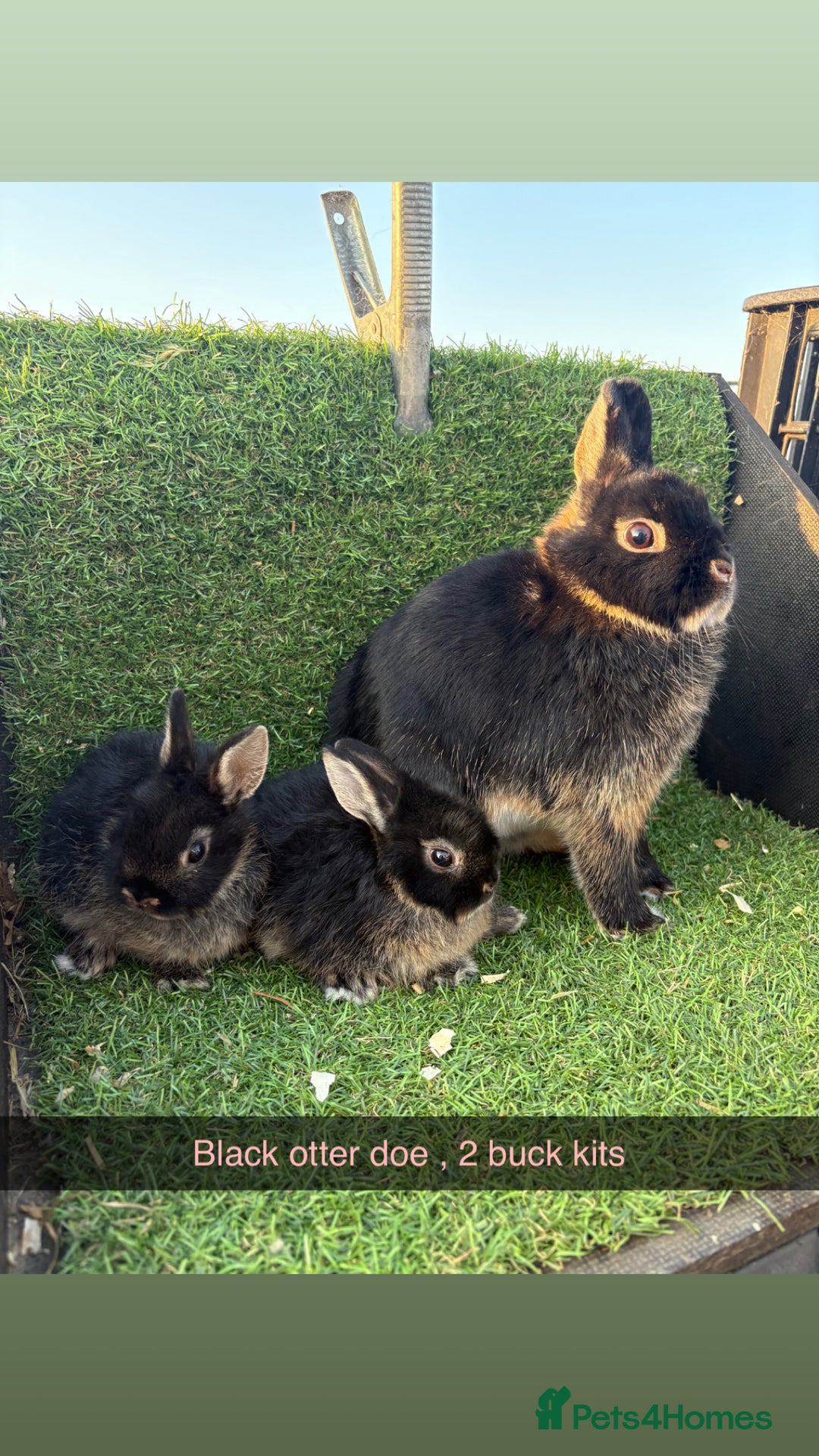 Netherland Dwarf rabbits for sale: Pure Netherland dwarfs  - Image 5