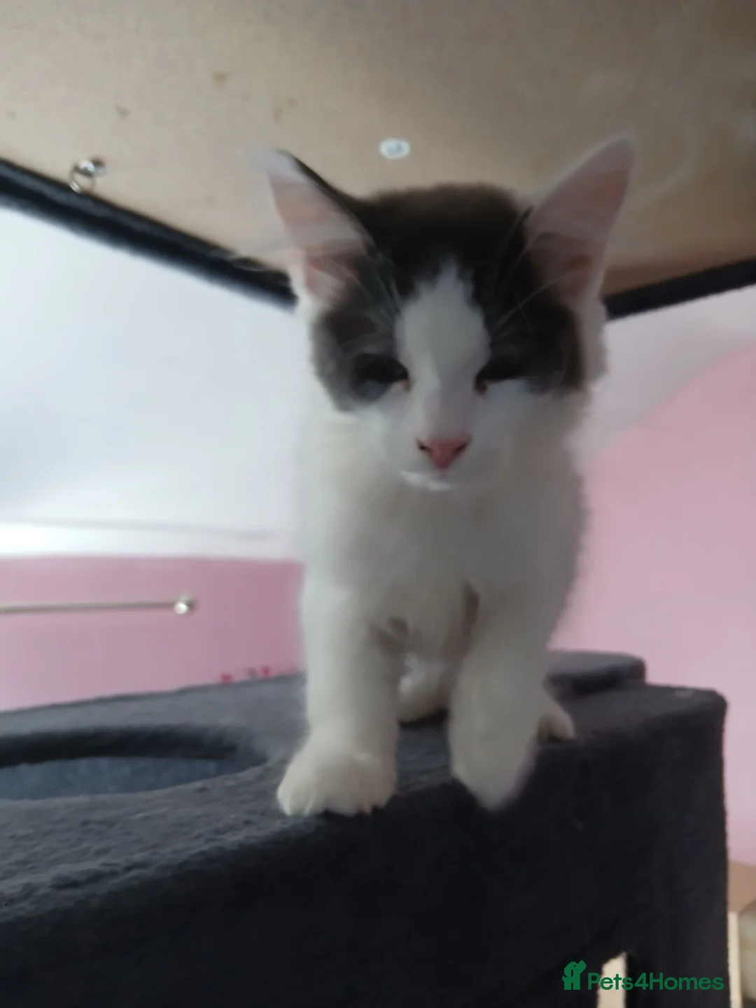 British Longhair cats for sale: 2 Male british longhair kittens - Advert 6