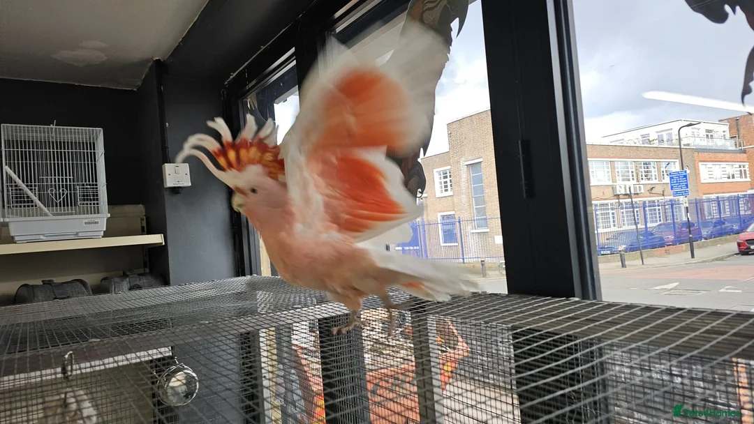 Cockatoo birds for sale: major mitchell cockatoo - Advert 1