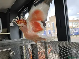 Cockatoo birds major mitchell cockatoo - Advert 3