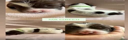 English Springer Spaniel dogs for sale: 6 English Springer Spaniel Pups  - Advert 5