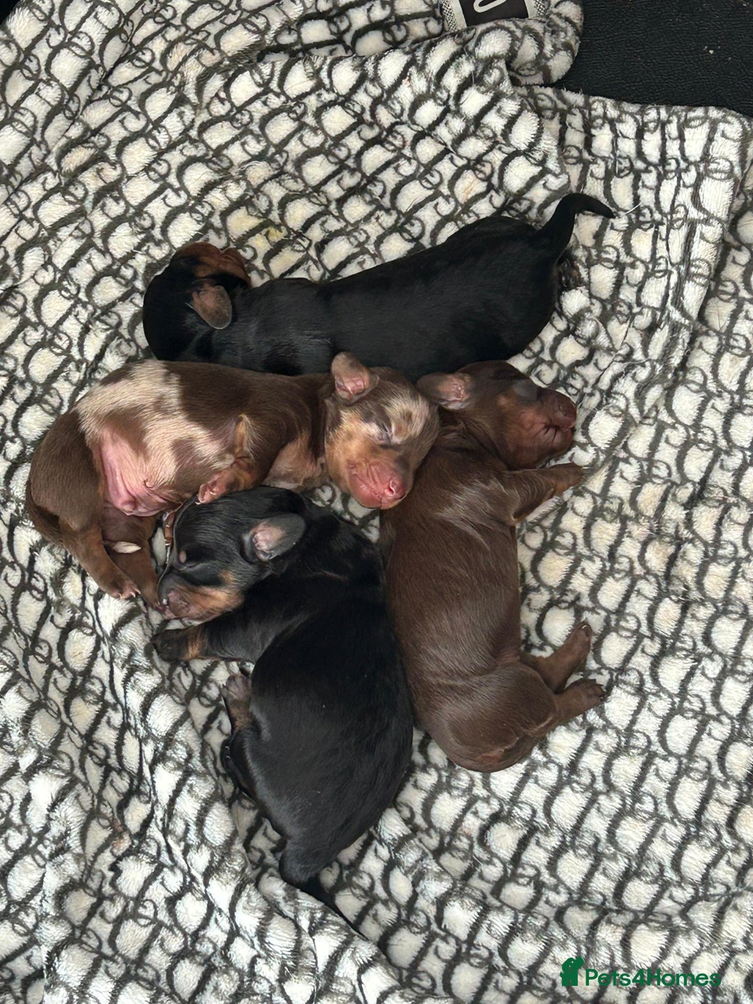 Miniature Dachshund dogs for sale: Miniature Dachshund Pups  - Image 2