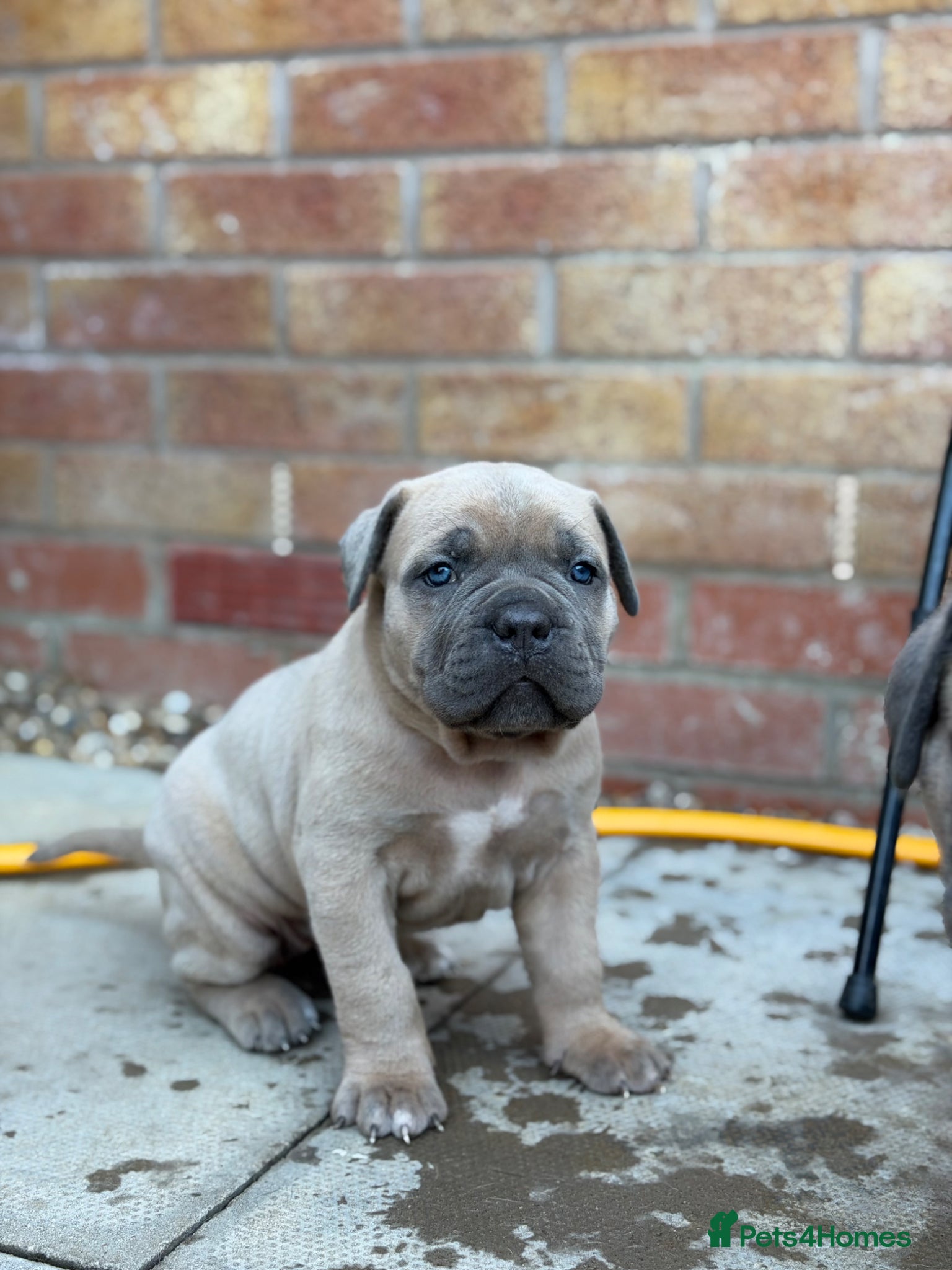 Cane Corso dogs ICCF Registered Formentino Cane Corsos  - Advert 23