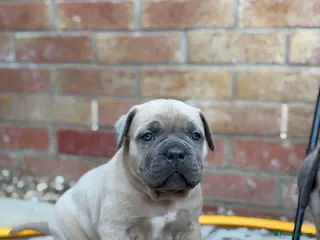 Cane Corso dogs ICCF Registered Formentino Cane Corsos - Advert 23