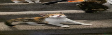 Domestic Shorthair 5