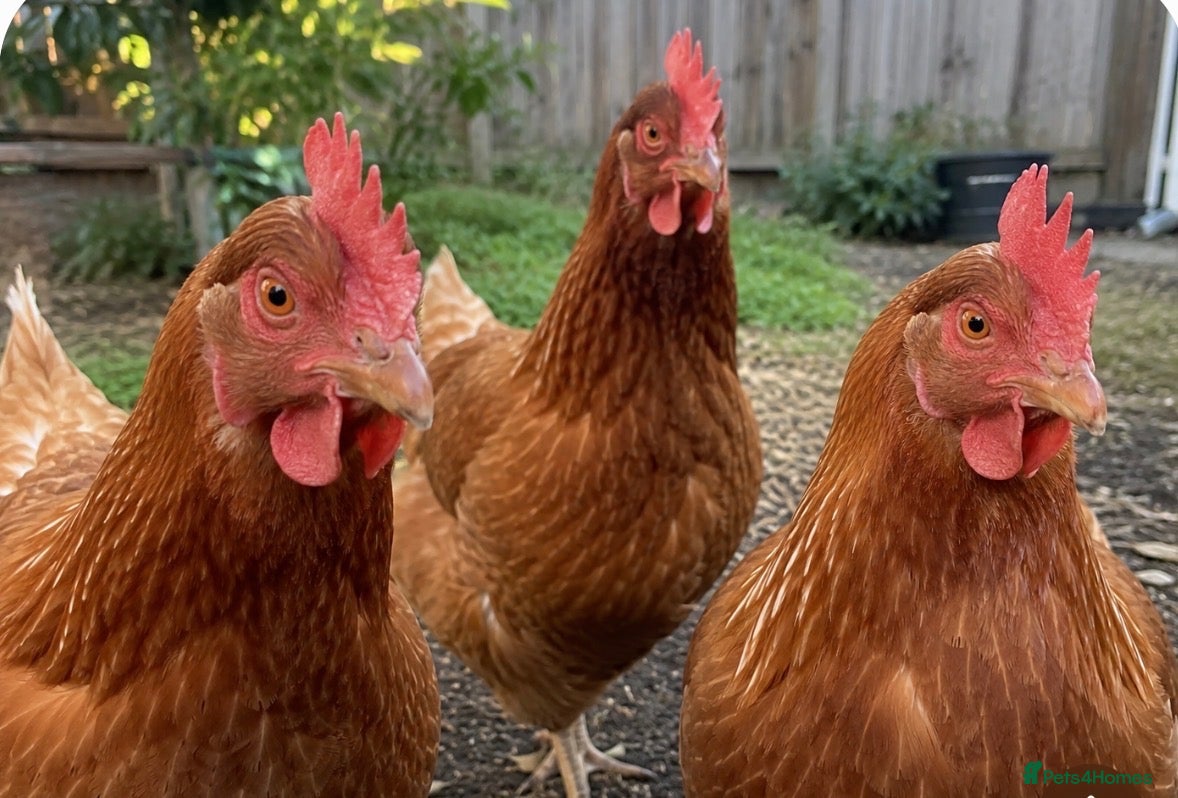 Chickens poultry Brown Hens For Sale - Advert 2