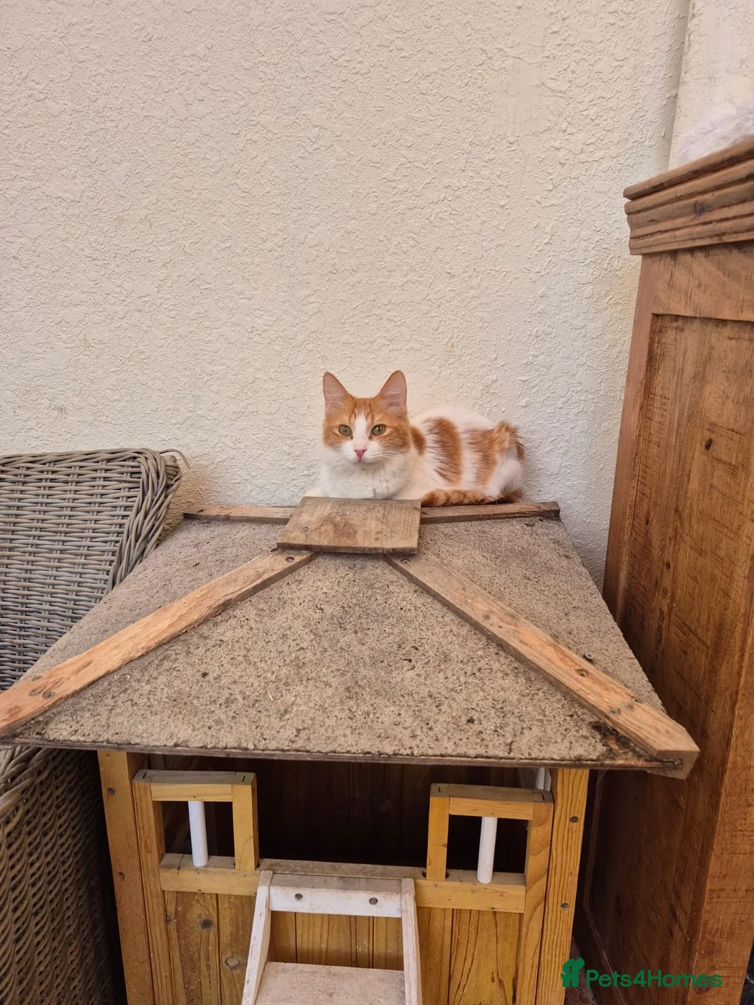 Mixed Breed cats for adoption: Wednesday  - Advert 2