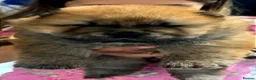 Chow Chow dogs for sale: Gorgeous Chow Chow pups for sale  - Advert 7