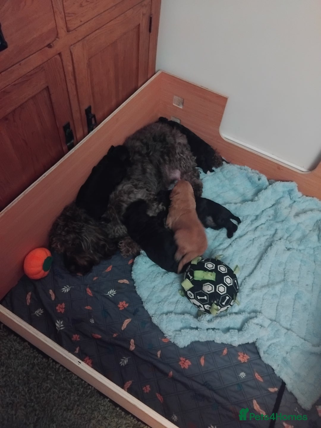 Cockapoo dogs for sale: Cockapoo puppies  - Advert 5