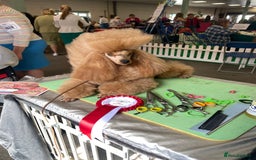 Toy Poodle dogs for sale: ⭐️ Licensed Breeder ⭐️ Toy Poodles Show Lines - Image 3