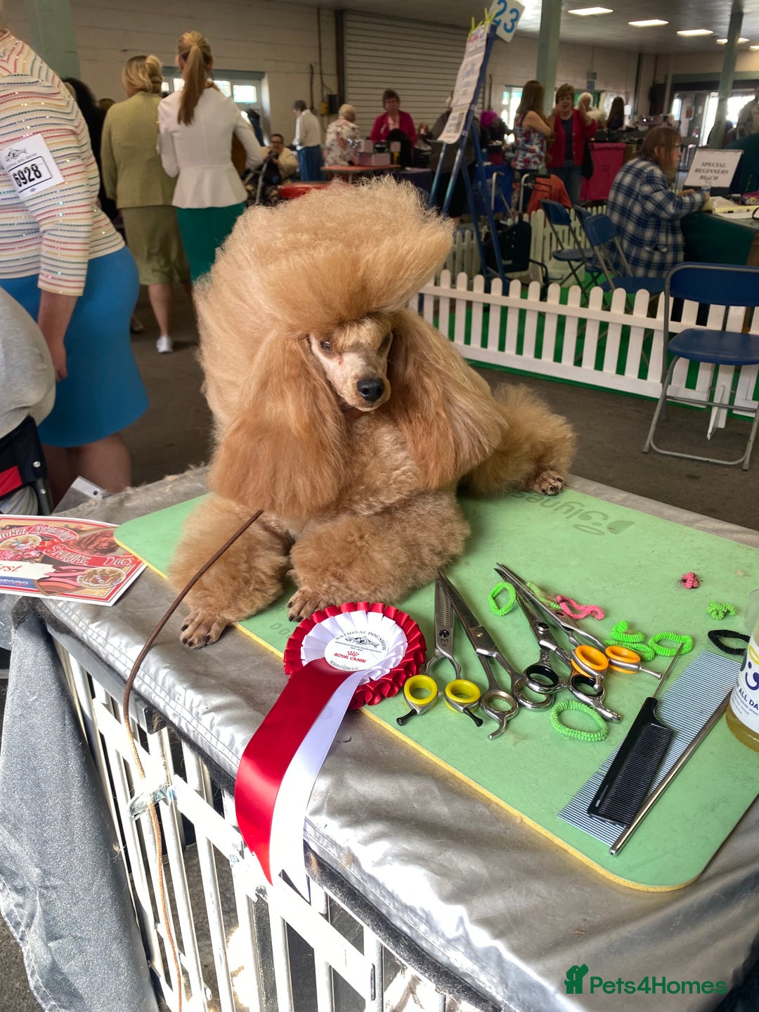 Toy Poodle dogs for sale: ⭐️ Licensed Breeder ⭐️ Toy Poodles Show Lines - Image 3