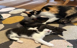 Mixed Breed cats for sale: Kittens for sale - Image 2