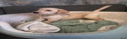 Goldador dogs for sale: Gorgeous F1 Goldador puppies from excellent lines - Advert 29