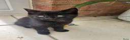Domestic Shorthair cats for sale: Kittens 2 Boys 1 Girl  - Advert 5