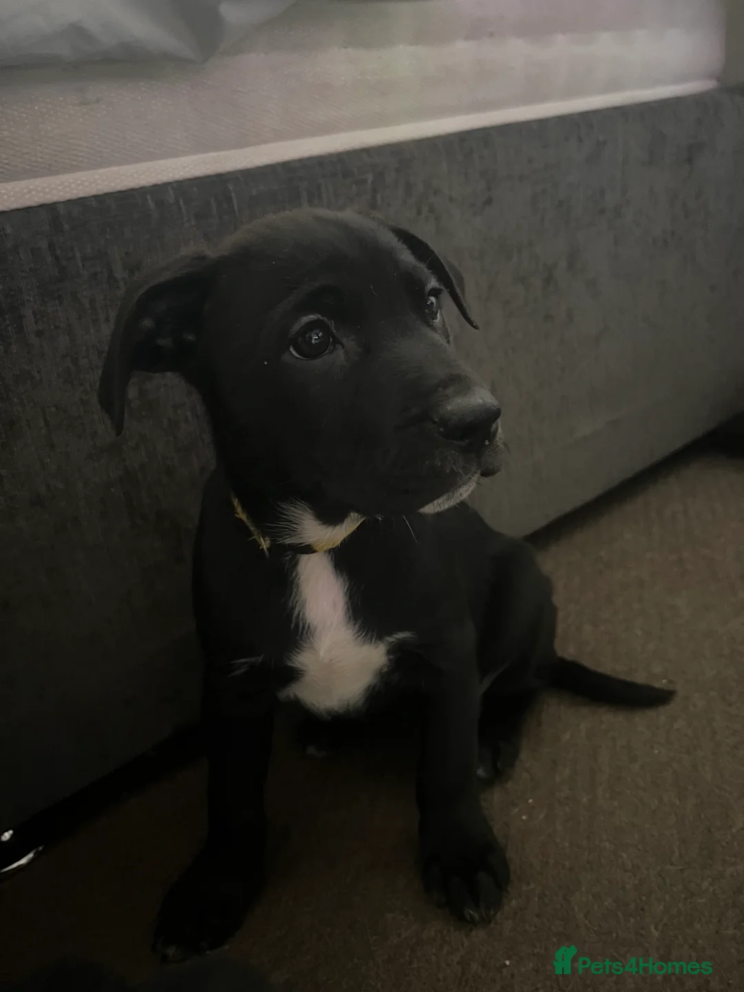 Mixed Breed dogs for sale: 8 Beautiful Mastiff x Staff x Black Mouth Cur Pups - Advert 2