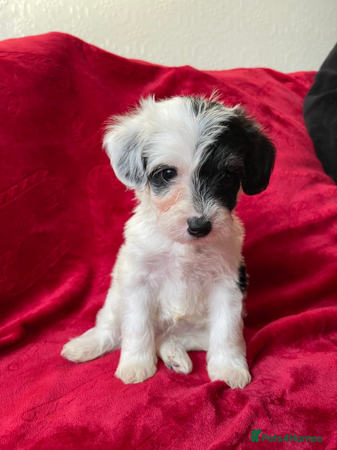 Yorkshire Terrier dogs for sale: Yorkshire terriers - Advert 13