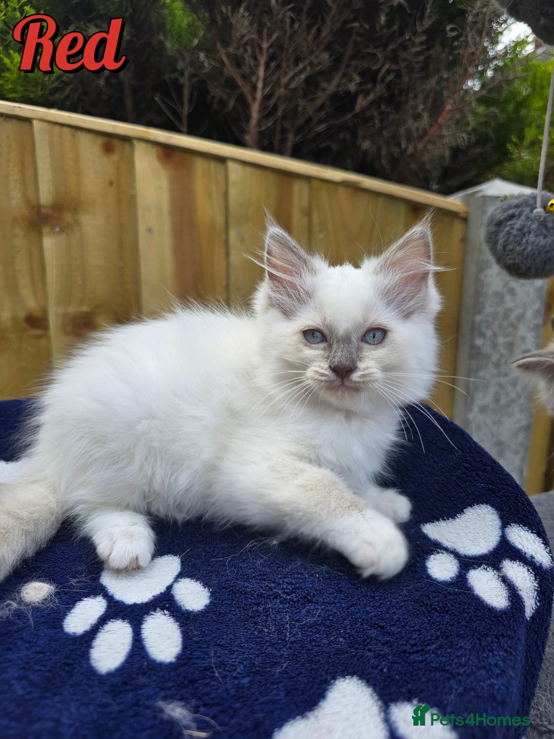 Ragdoll cats for sale: 🤍 STUNNING GCCF REGISTERED RAGDOLL KITTENS 🤍🤍 - Image 16