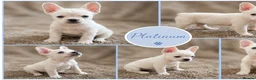 French Bulldog dogs for sale: ONLY 3 LEFT! Beautiful KC Reg French Bulldog Pups - Advert 17