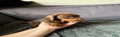 Dachshund Puppy 3