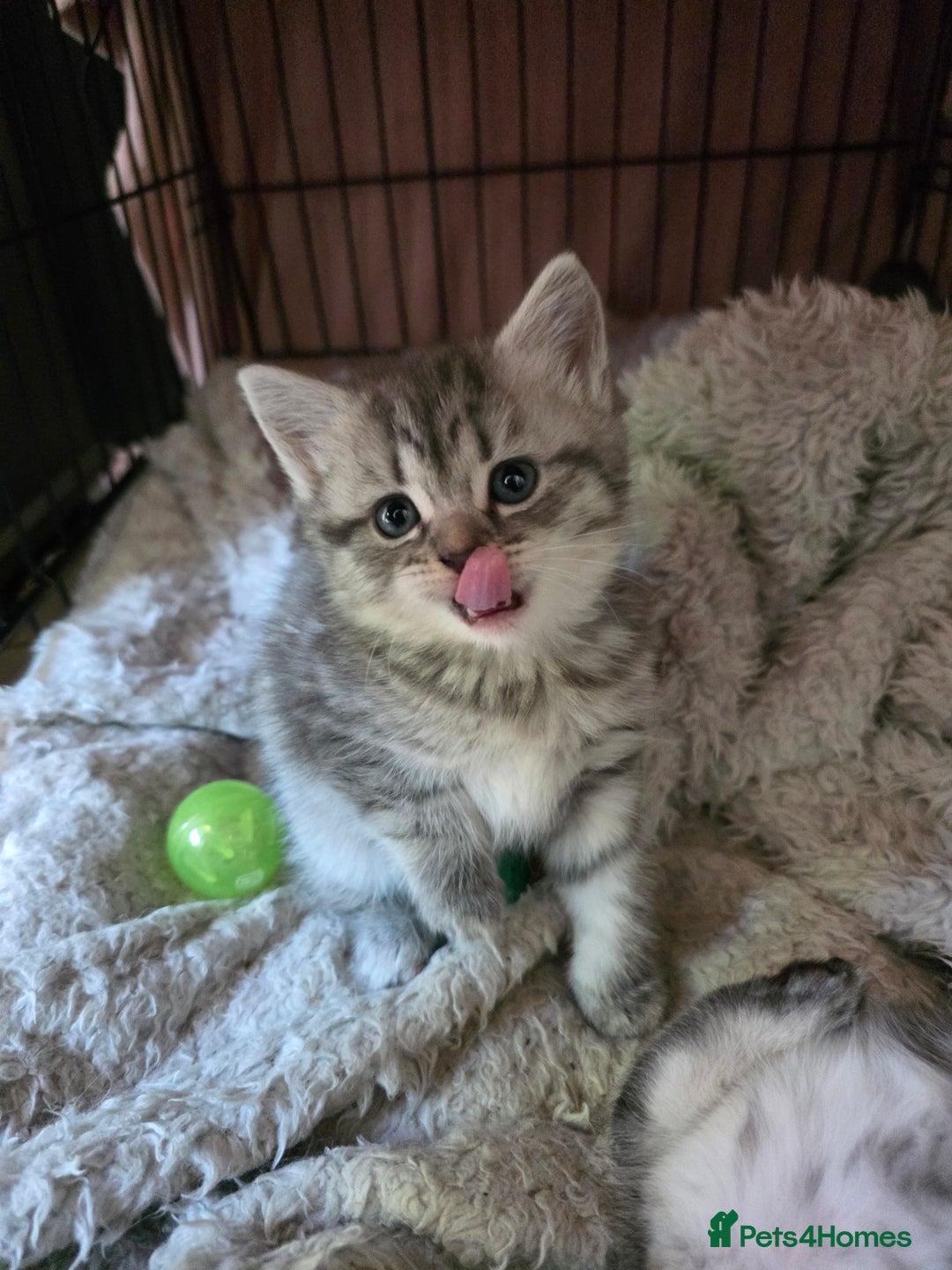 British Shorthair cats for sale: British short hair kittens - Image 9