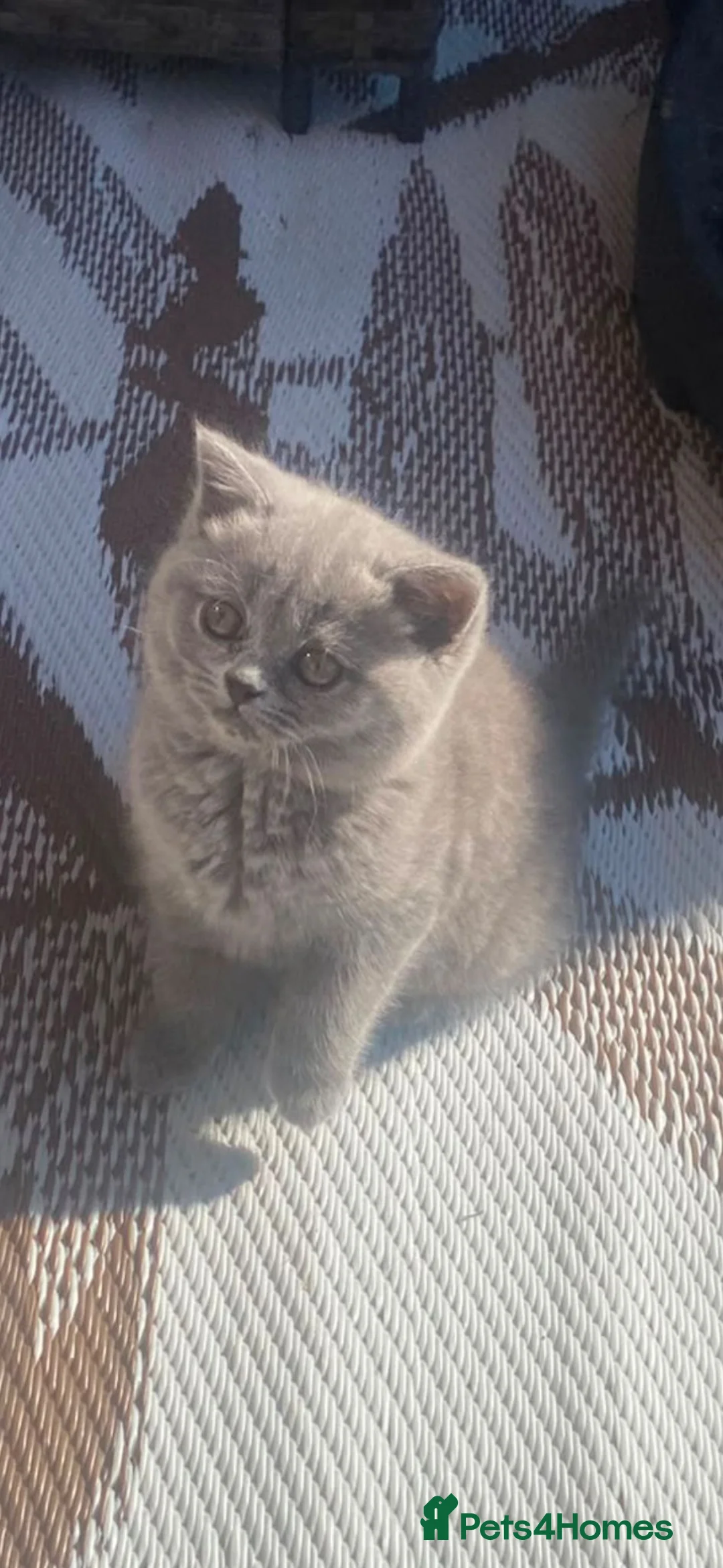 British Shorthair cats for sale: British short hair kittens sold - Advert 2
