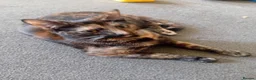 Domestic Shorthair cats for sale: Sisters in Northampton - Advert 4