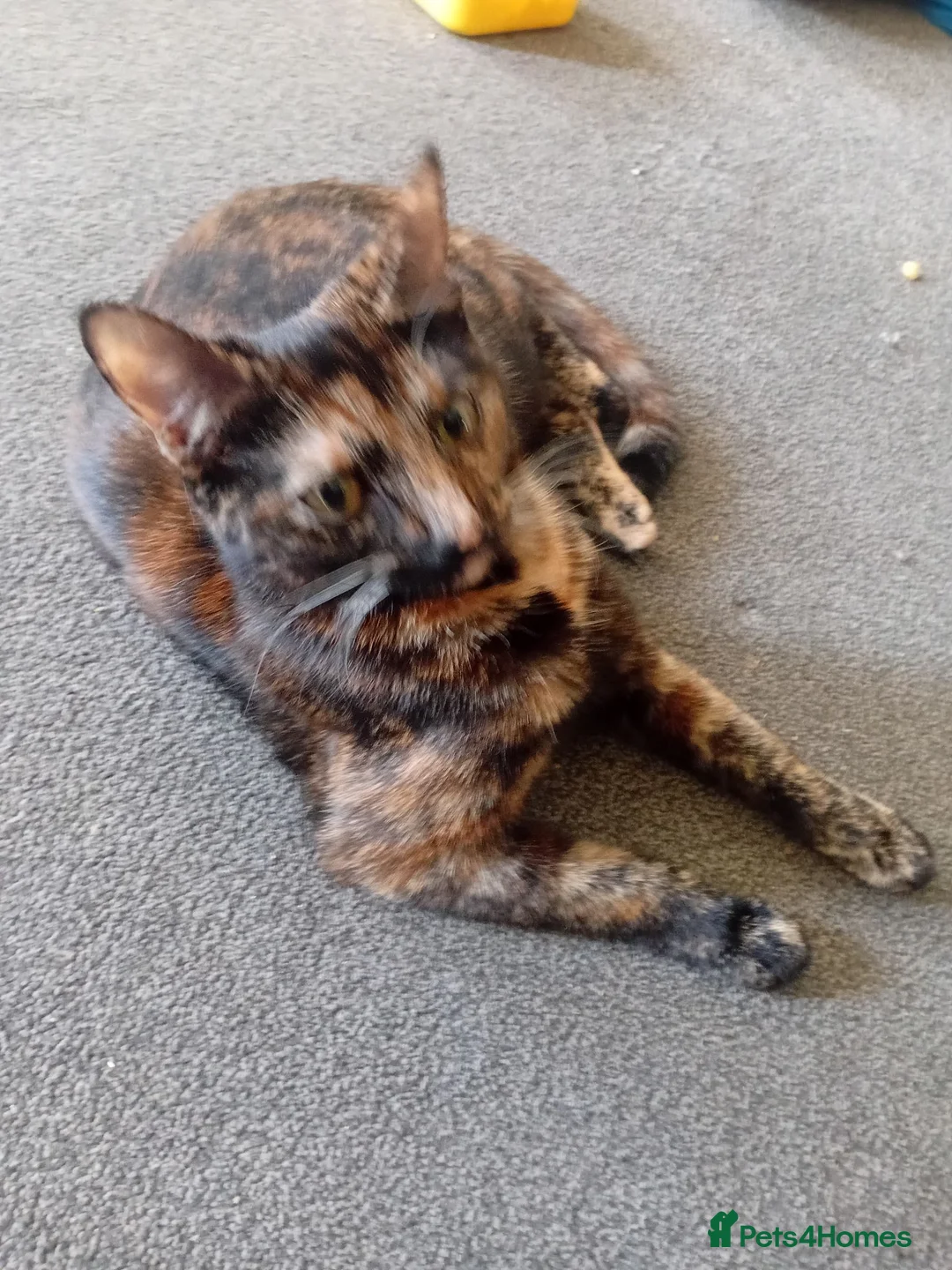 Domestic Shorthair cats for sale: Sisters in Northampton - Advert 4
