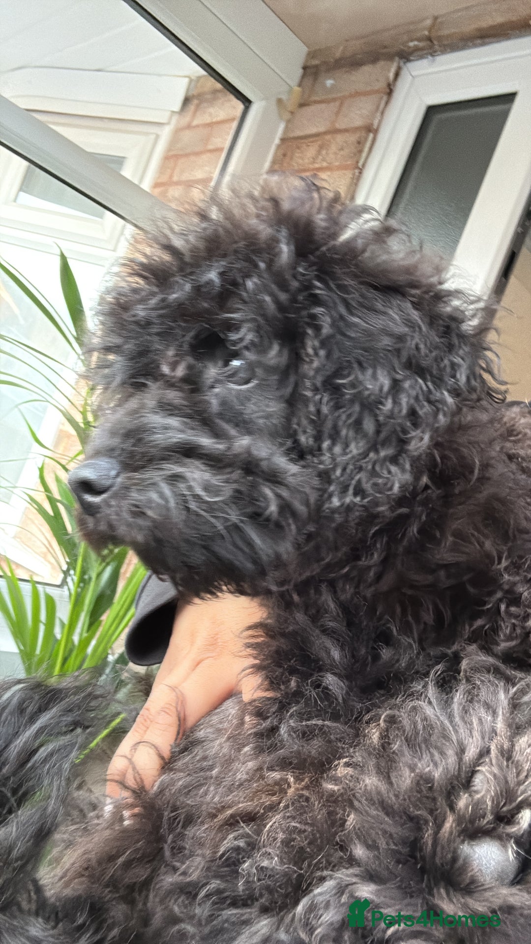 Cane Corso dogs for sale: Cane corso - Image 7