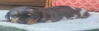 Miniature Dachshund 2
