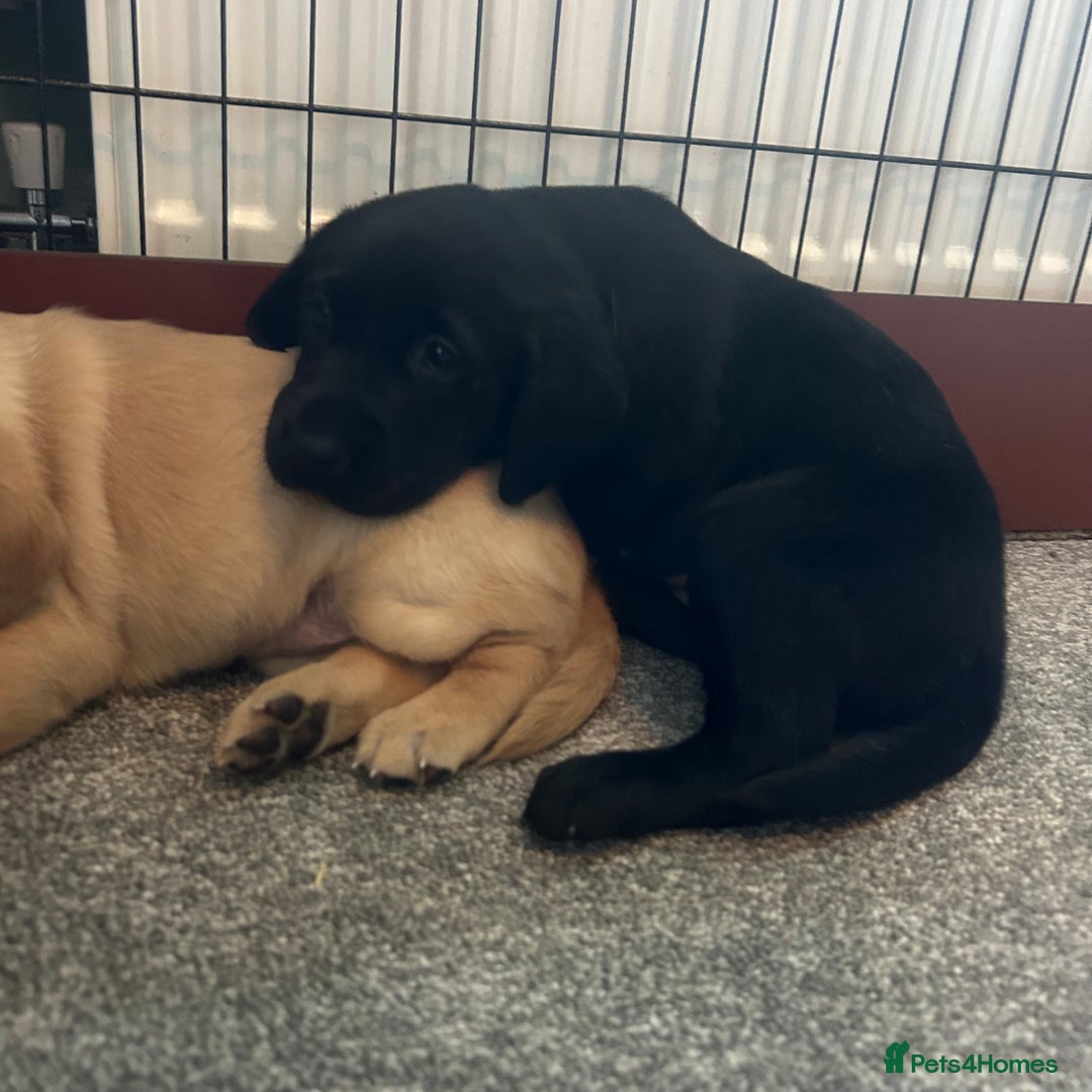 Labrador Retriever dogs for sale: Beautiful Labrador puppies - Advert 6