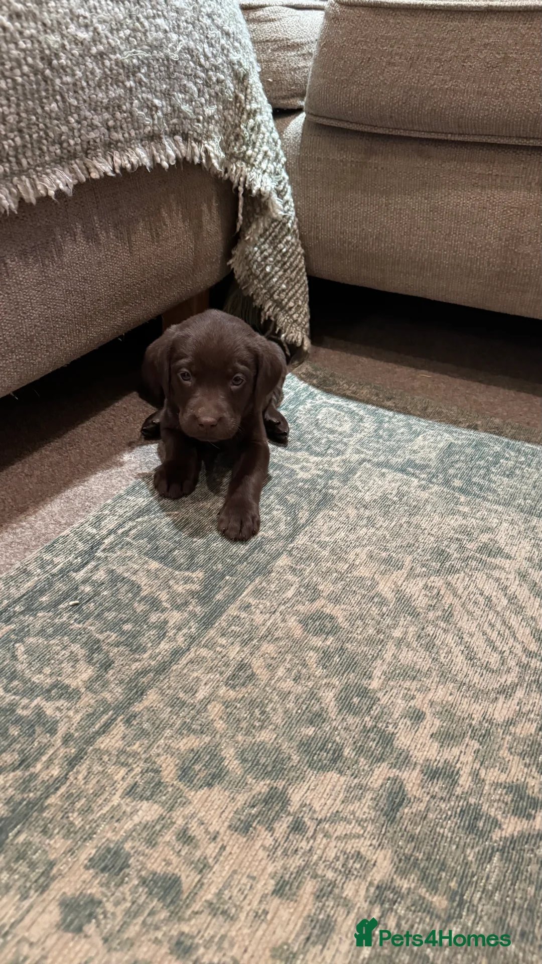 Labrador Retriever dogs for sale: Beautiful Chocolate and Yellow working Labradors  - Advert 5