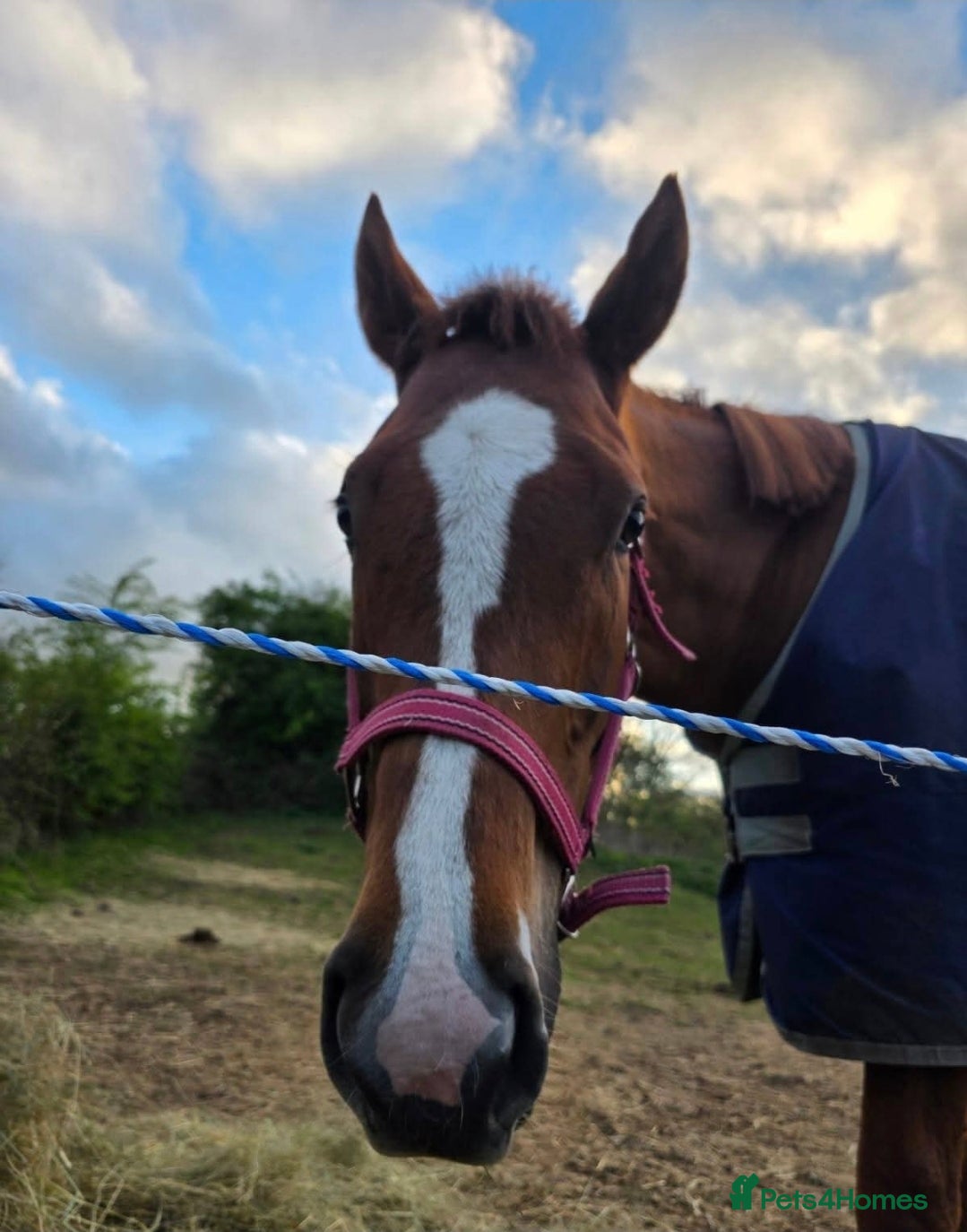 Irish Thoroughbred horses 16hh Chestnut Mare 4yrs old - Advert 12