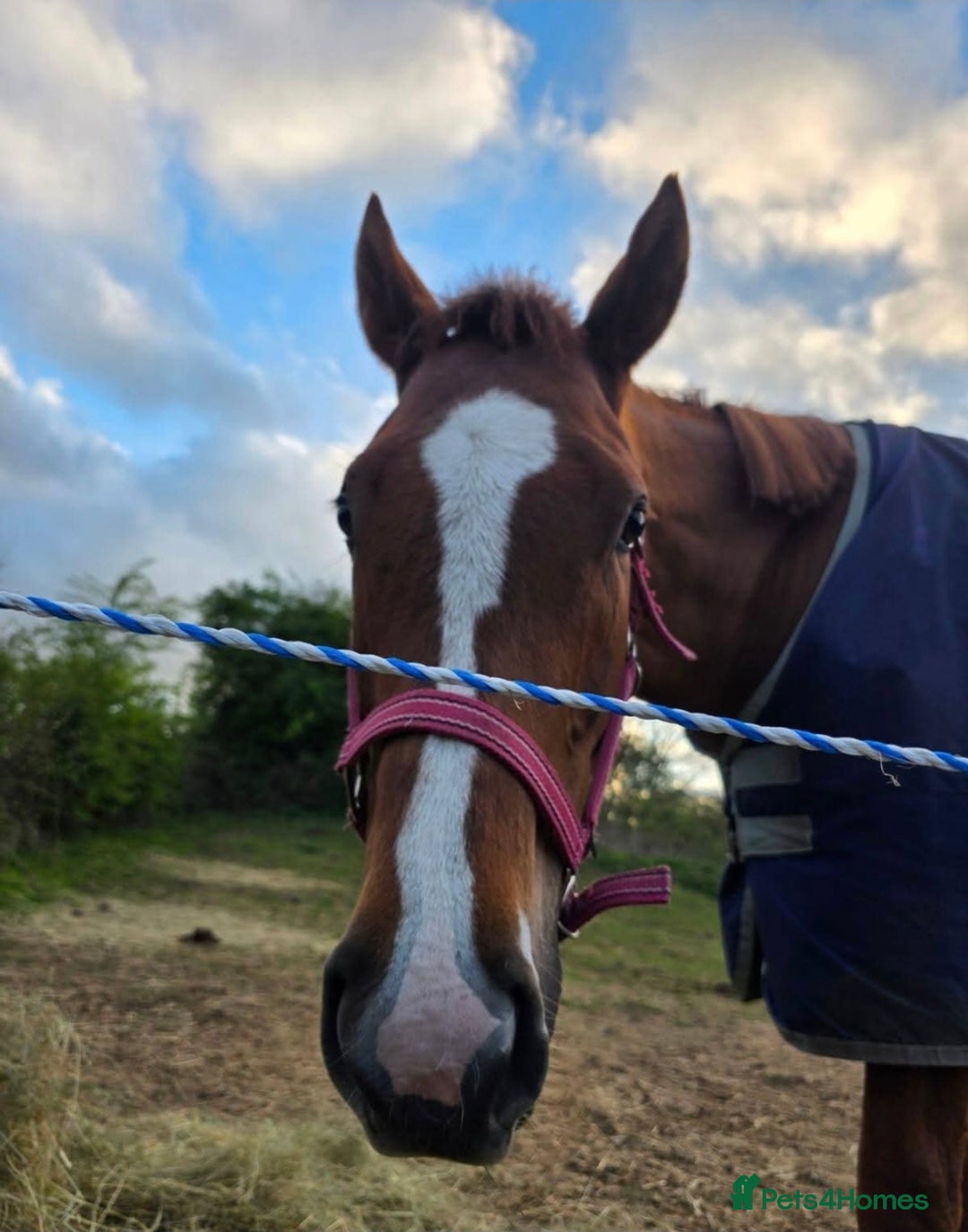 Irish Thoroughbred horses for sale: 16hh Chestnut Mare 4yrs old - Image 1