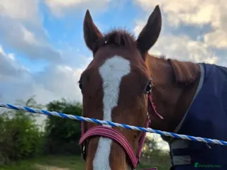 Irish Thoroughbred horses 16hh Chestnut Mare 4yrs old - Advert 12