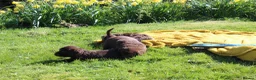 Labradoodle dogs for sale: Stunning Red Merle and Chocolate Labradoodle Pups in Auchterarder - Advert 13