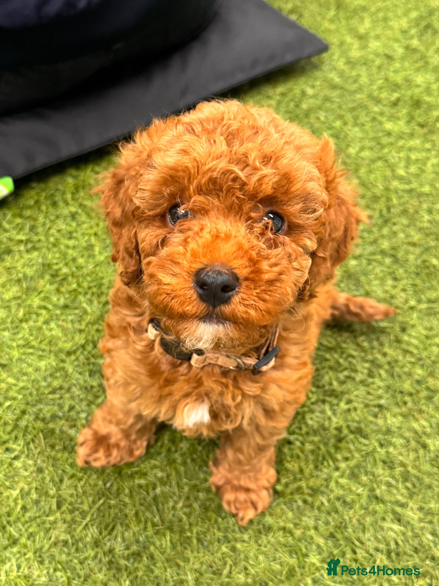 Cavapoo dogs Ready now Beautiful F1BB Toy cavapoo - Advert 2