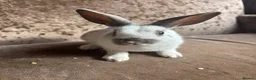 English Lop rabbits for sale: Rabbits  - Advert 7
