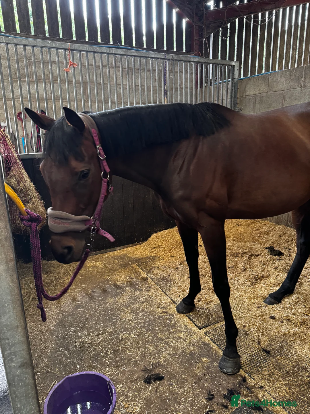 Irish Thoroughbred horses for sale: Ex racer Sensitive mare in Shrewsbury - Advert 2