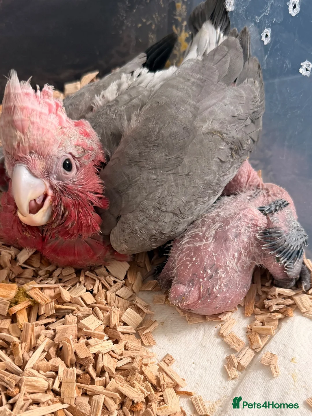 Cockatoo birds for sale: Last Silly Tame Galah Cockatoo  - Advert 6