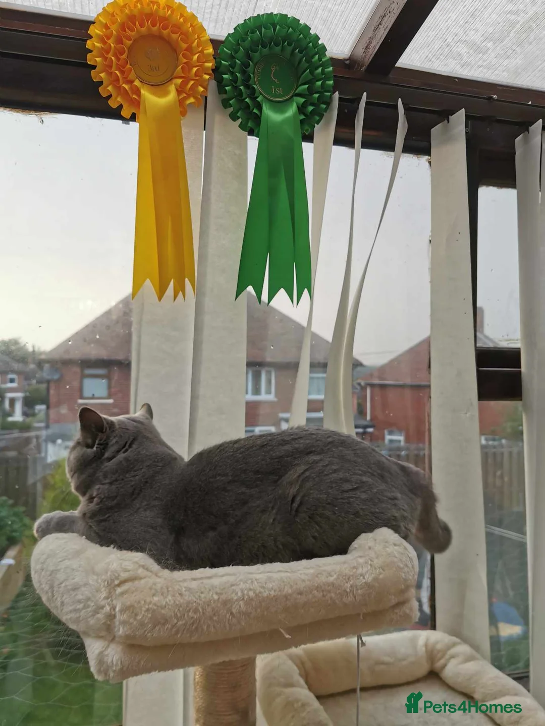 British Shorthair cats for stud: GCCF Registered Active, Blue Cat For Stud. in Sheffield - Advert 6