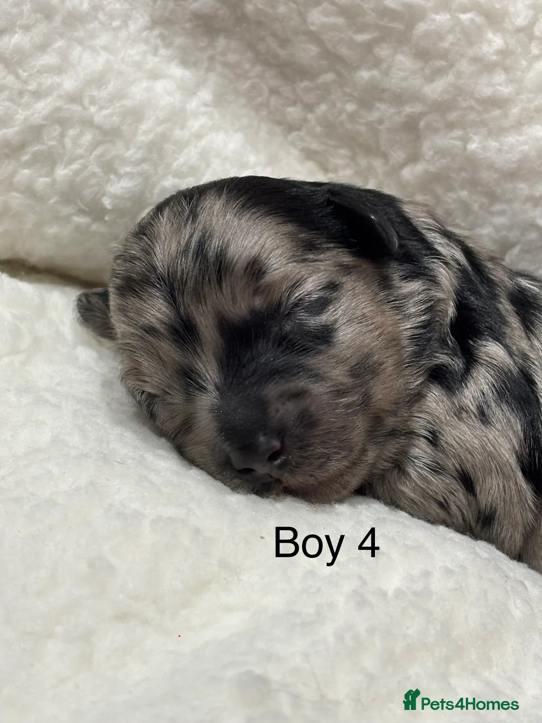 Maltipoo dogs for sale: 💎 Adorable Maltipoo Puppies ❤️ - Advert 31