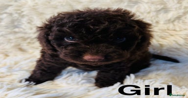 Cockapoo dogs - Advert 8