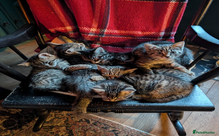 Domestic Shorthair cats - Advert 15