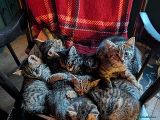 Domestic Shorthair cats - Advert 16