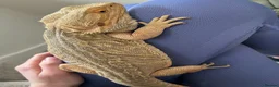 Bearded Dragon reptiles for sale: Bearded dragon with full set up  - Advert 3