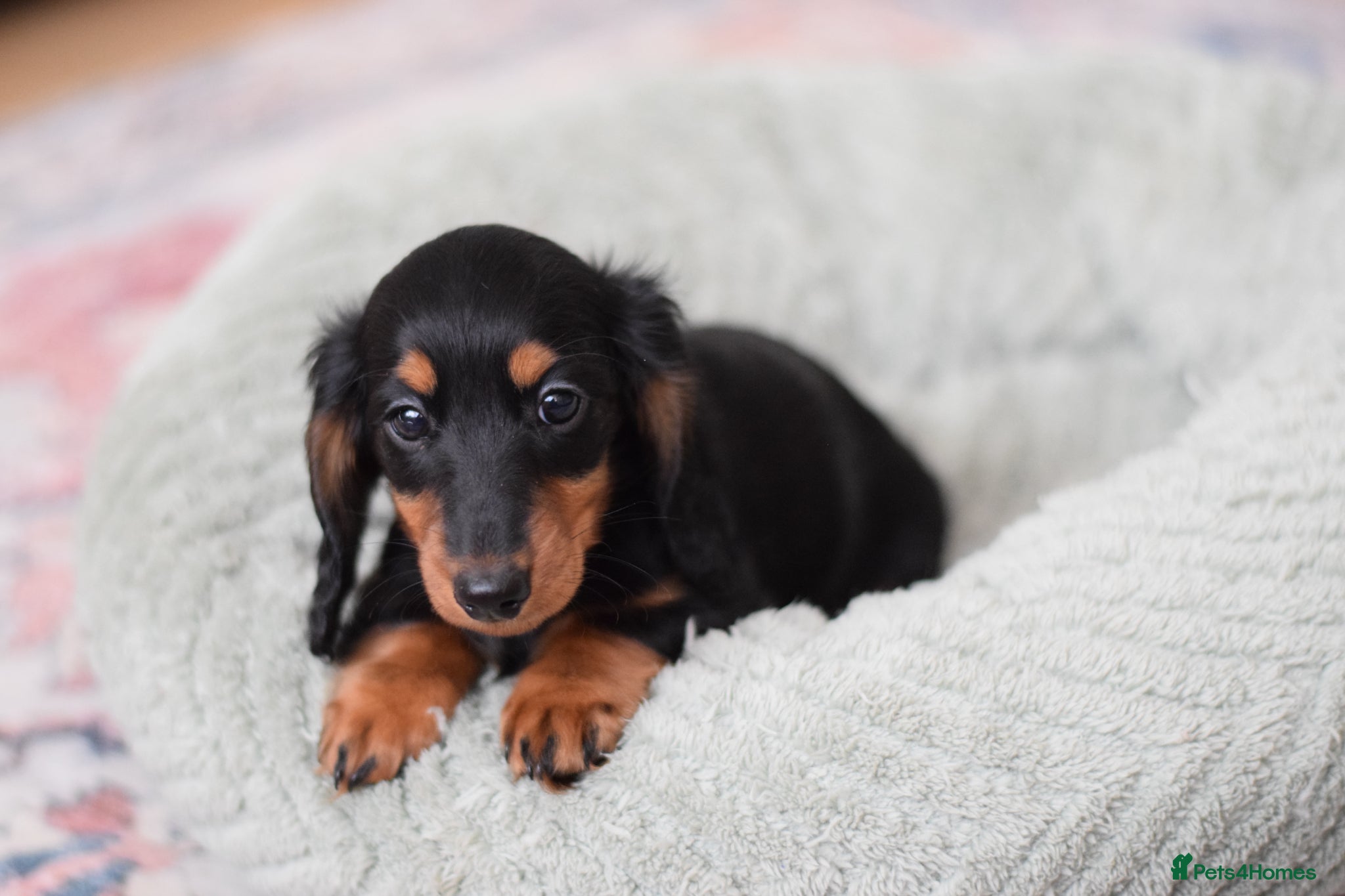Miniature Dachshund dogs Miniature Dachshunds longhaired  - Advert 17