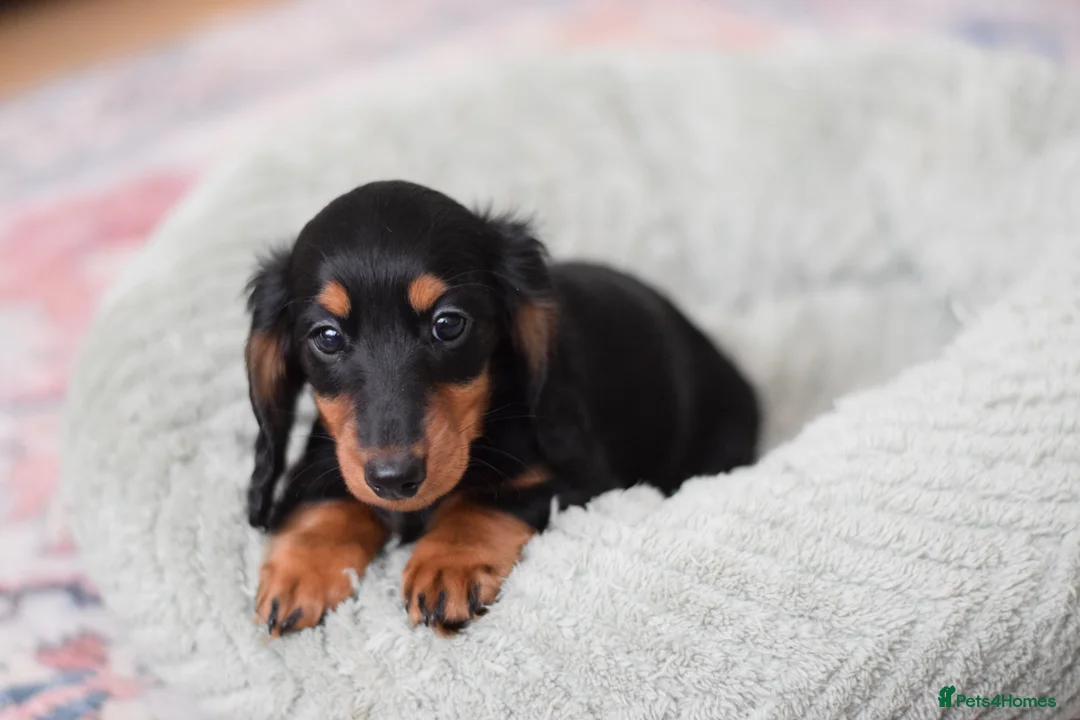 Miniature Dachshund dogs for sale: Miniature Dachshunds longhaired  - Advert 1