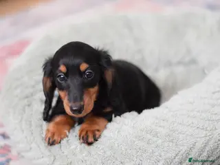 Miniature Dachshund dogs Miniature Dachshunds longhaired - Advert 1