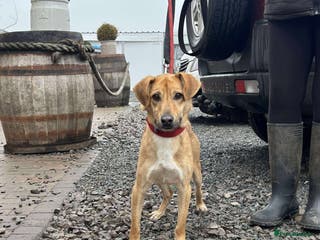 Mixed Breed dogs OSCAR - Advert 4